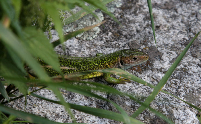 Ramarri vari